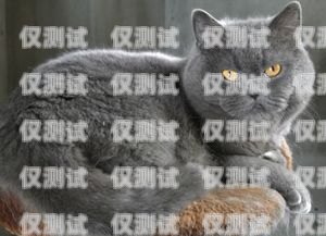 蓝猫电销卡全名及相关信息蓝猫电销卡全名叫什么