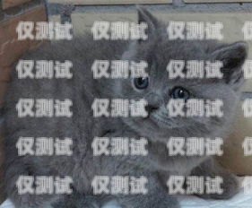 蓝猫电销卡激活指南蓝猫电销卡如何激活的呢