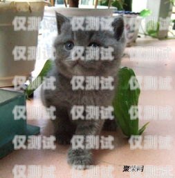 蓝猫电销卡激活要钱吗？蓝猫电销卡激活要钱吗安全吗